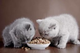 Comment choisir une croquette pour chaton ?