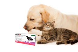Tout ce qu’il faut savoir sur le Fortekor pour chat et pour chien