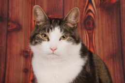 Le guide pour bien réagir face à la cystite du chat