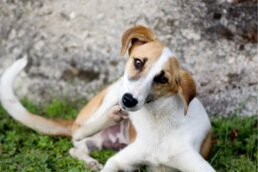Démangeaison chez le chien : causes et traitement, que faire ?